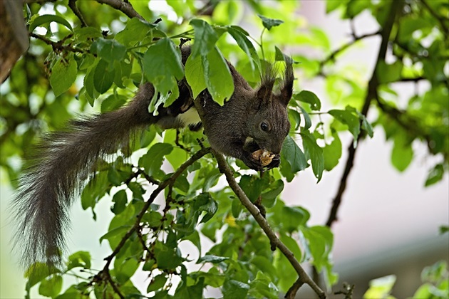 Veverička