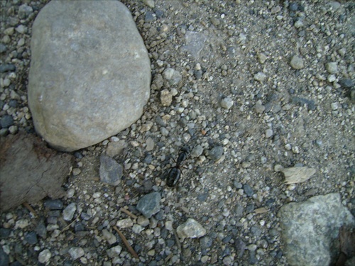 Mravec hôrny v Tatrách