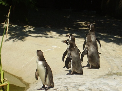 Tučniaky