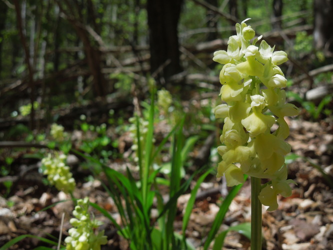 Orchidea III