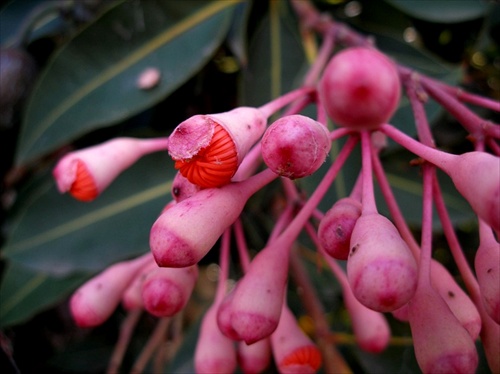 Australska flora