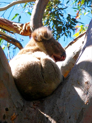 ospala koala