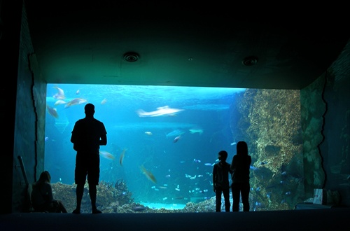 akvarium v Sydney