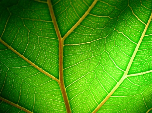 fotosynteza