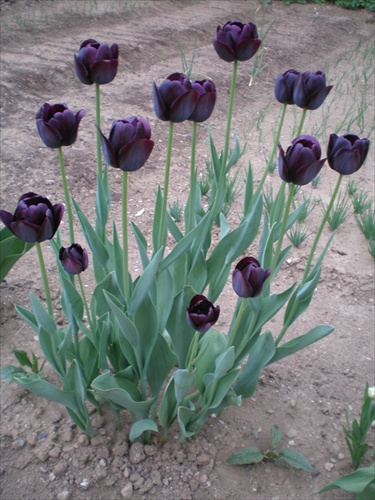 Krása tulipánov