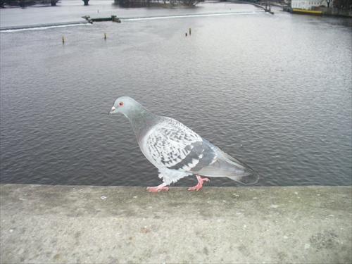holub na Karlovom moste :-))))