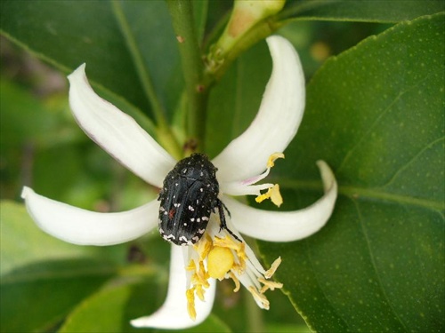 kvet citronovníka s chrobáčikom