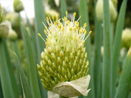 kvet cibule