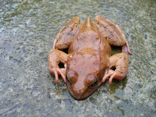žabka v daždi