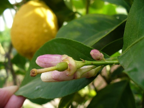 kvety a dozretý citrón