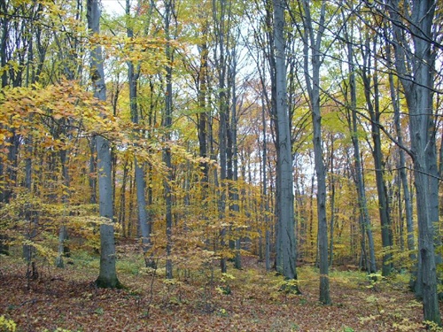 jeseň v bukovom lese