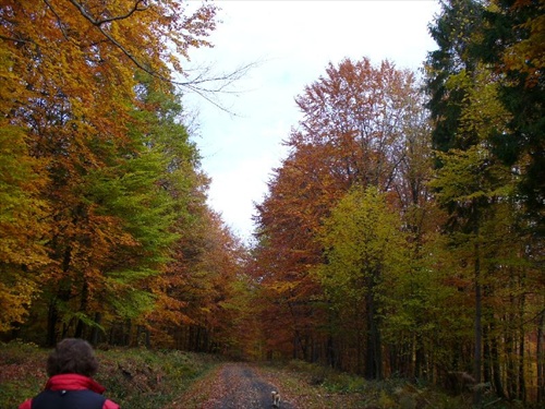 jeseň v lese