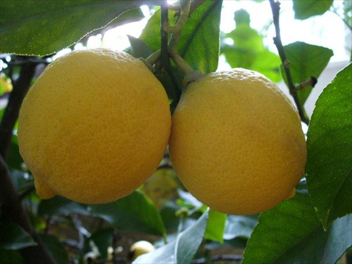 citróniky - dvojičky