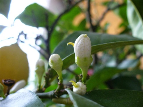 prvé kvety na citronovníku