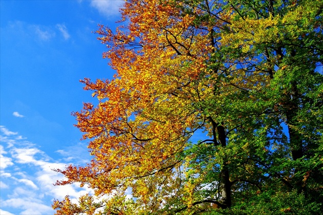 jesenny farbovycvak