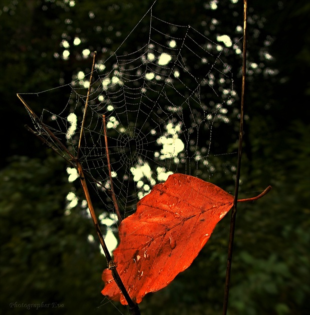 Pavúk,list a pavučinka