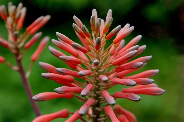 Aloe Vera blomma