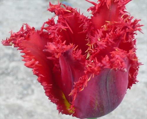 kučeravý tulipán