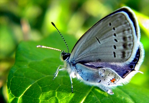 motýľ 4