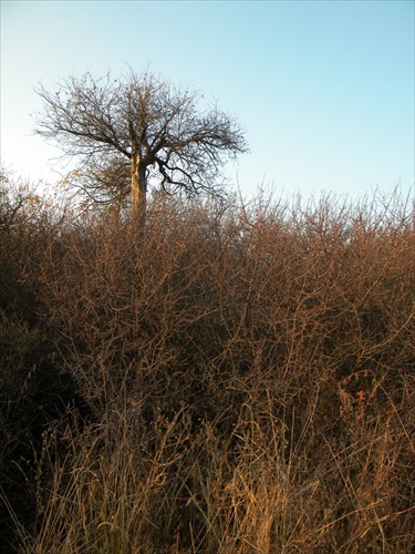 Slovenský baobab