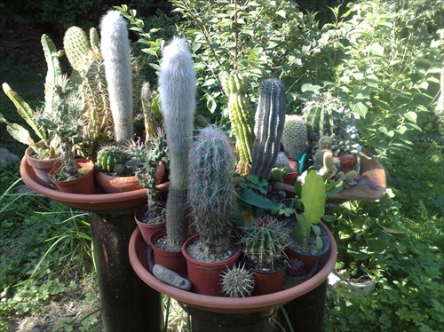 zátišie kaktusov