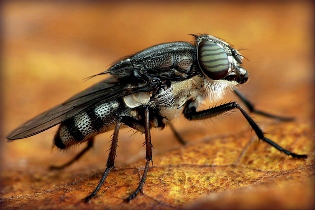 ... Locust  Blowfly
