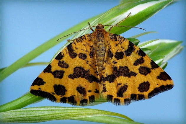 ... motýľ panter  (Phalène Panthère)