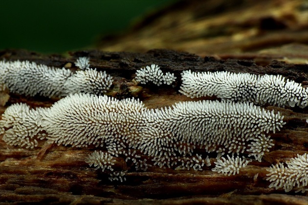 ... Coral Slime Mold