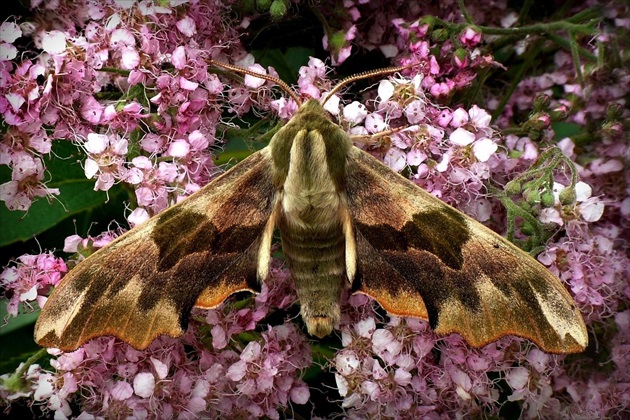 ... Lime Hawk-moth