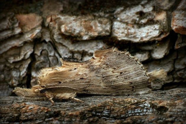... Pale Prominent