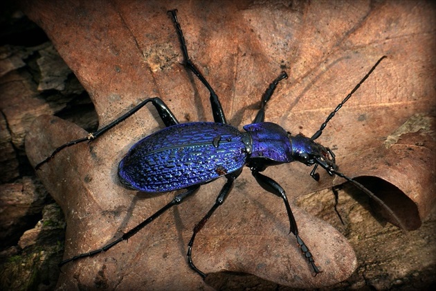 ... Blue Ground Beetle