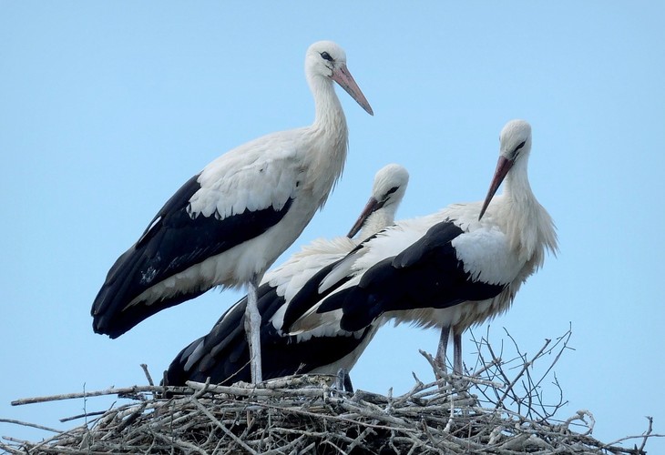 ... three white storks