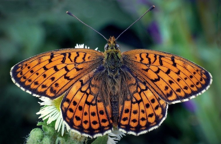 ... mariposa hechicera