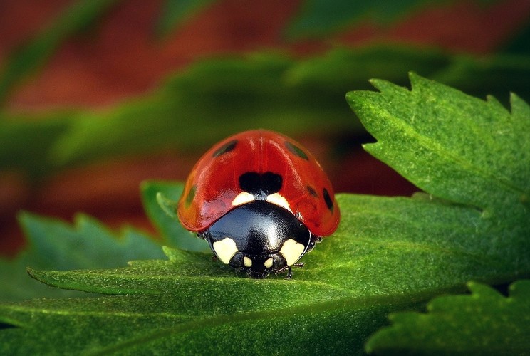 ... 7-spot ladybird
