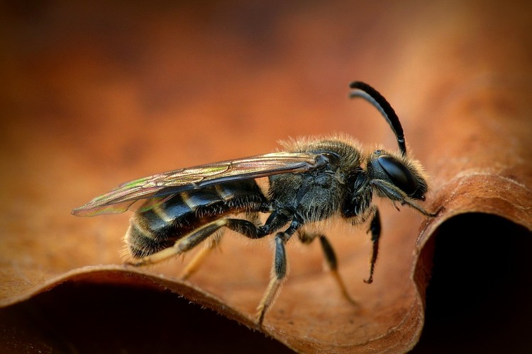 ... common furrow-bee