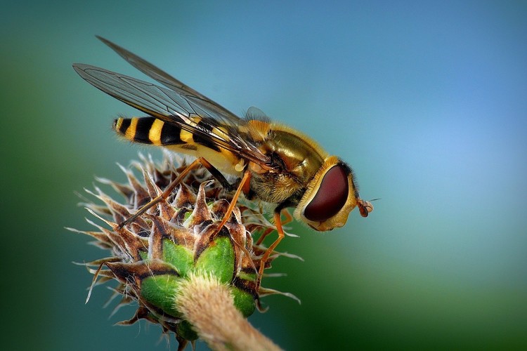 ... a brightly banded hoverfly