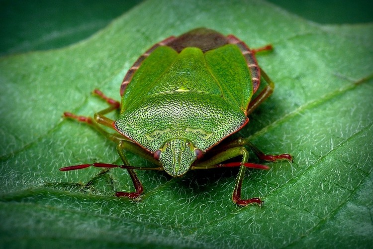 ... common green shieldbug