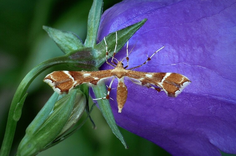 ... rose plume moth