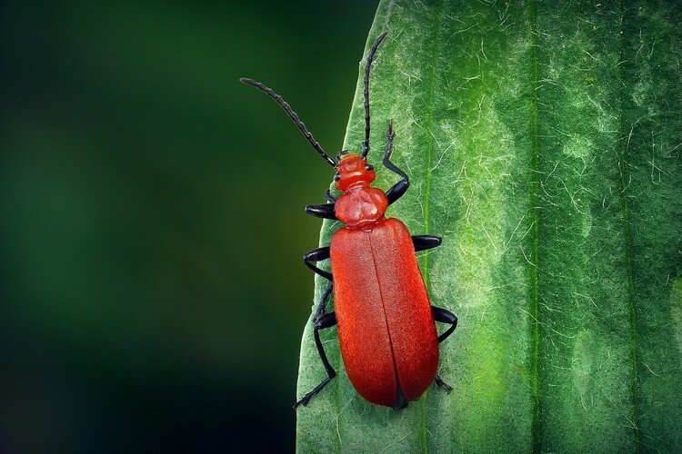 ... red-headed cardinal beetle