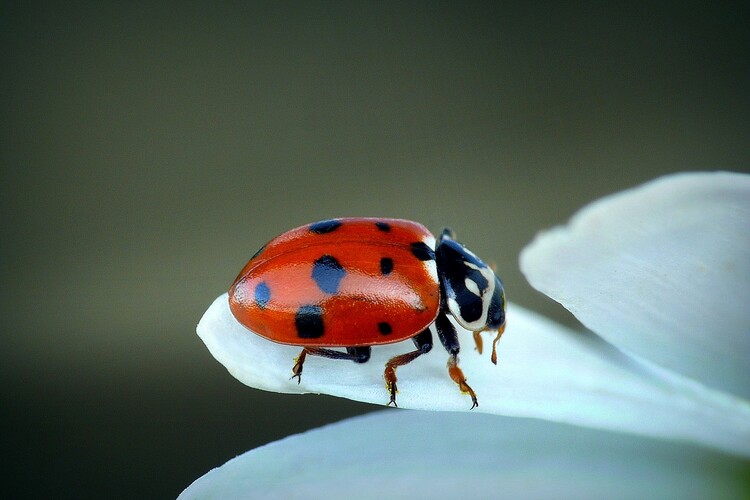 ... adonis ladybird