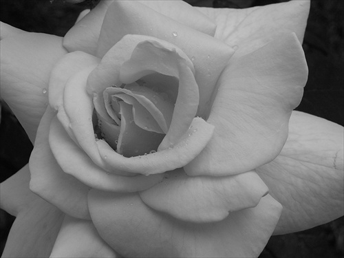 ruža II