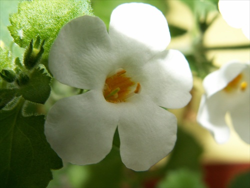 makro kvetu II
