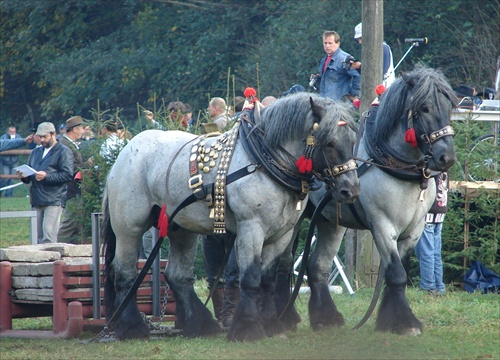 Majstrovstvá Slovenska ťažných koní