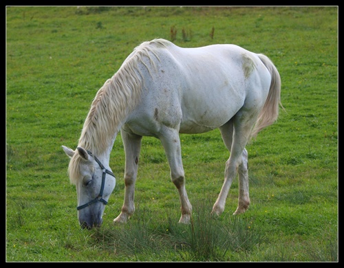 Martinov biely kôň