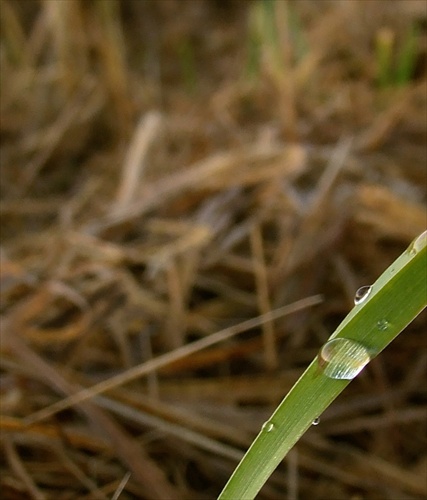 Kvapka na nesymetricky diagonálne umiestnenom liste trávy