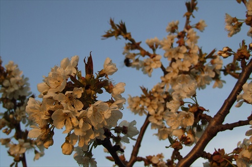 Kvety volajakého ovocného stromu vo večernom svetle