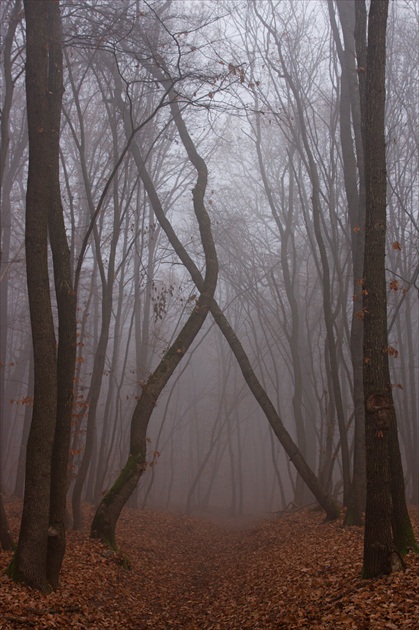 Jesenná hmla v strašidelnom lese Hoia Baciu