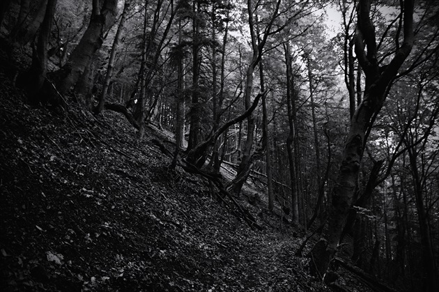 V temnom lese