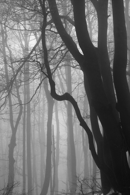 Tichý les