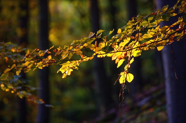 Jeseň v lese II